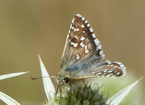 Réf. 222 869 : Pyrgus sp.